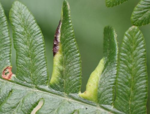 Dasineura pteridicola